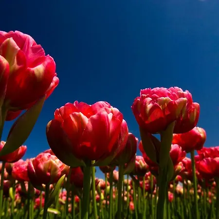 Aan Zee En Duin Σπίτι διακοπών