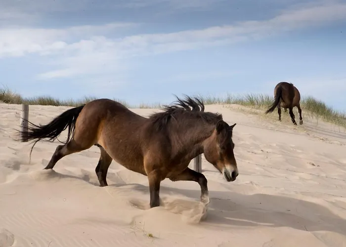 Aan Zee En Duin בית נופש אגמונד אן זי
