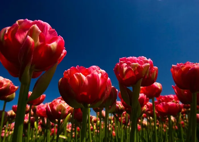 Aan Zee En Duin בית נופש